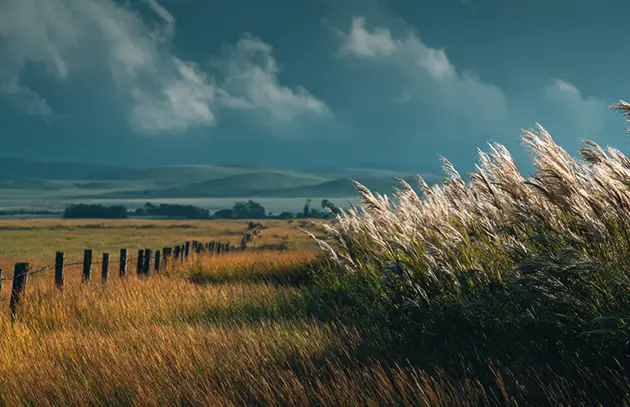 Image of a field representing good growth on one side, less on the other
