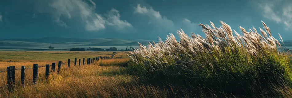 Image of a field representing good growth on one side, less on the other