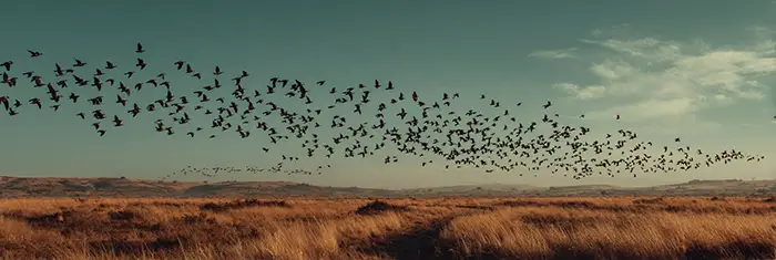 website traffic analysis